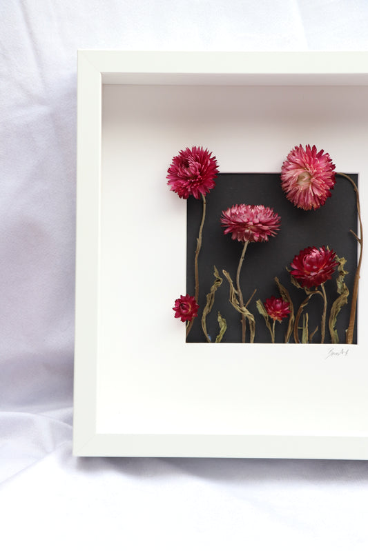 Trockenblumen in Bilderrahmen - Helichrysum